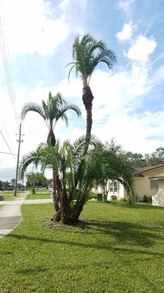 Custom landscape design in Orlando, FL - Iron Monkey Landscaping