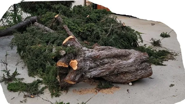 Iron Tree Service Logo