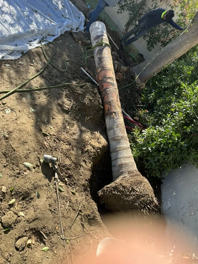 Trusted lawn care service for beautiful yards across Thousand Palms, CA - Iron Tree Trimming And Removal