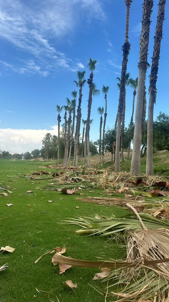Expert landscape installation in Thousand Palms, CA by Iron Tree Trimming And Removal