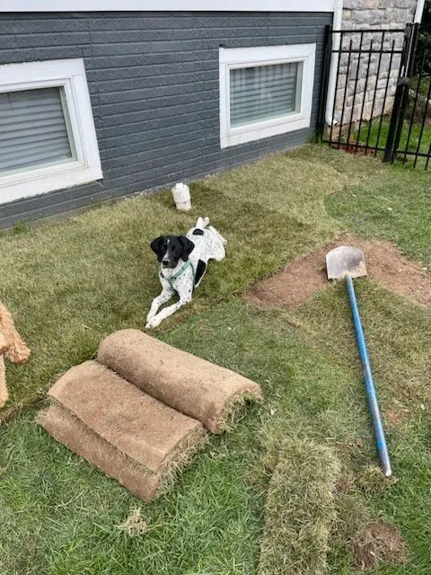 Reliable yard maintenance in Alexandria, VA by Iron Will Landscaping