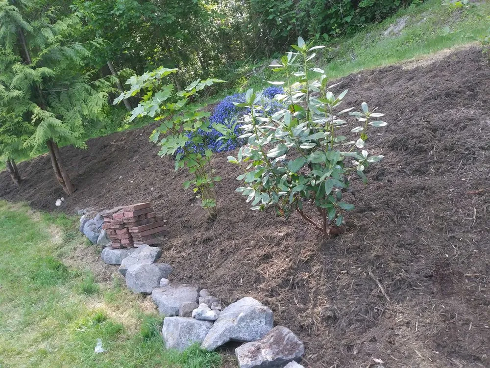 Local lawn mowing service experts serving Olympia, WA - Iron wolf landscaping