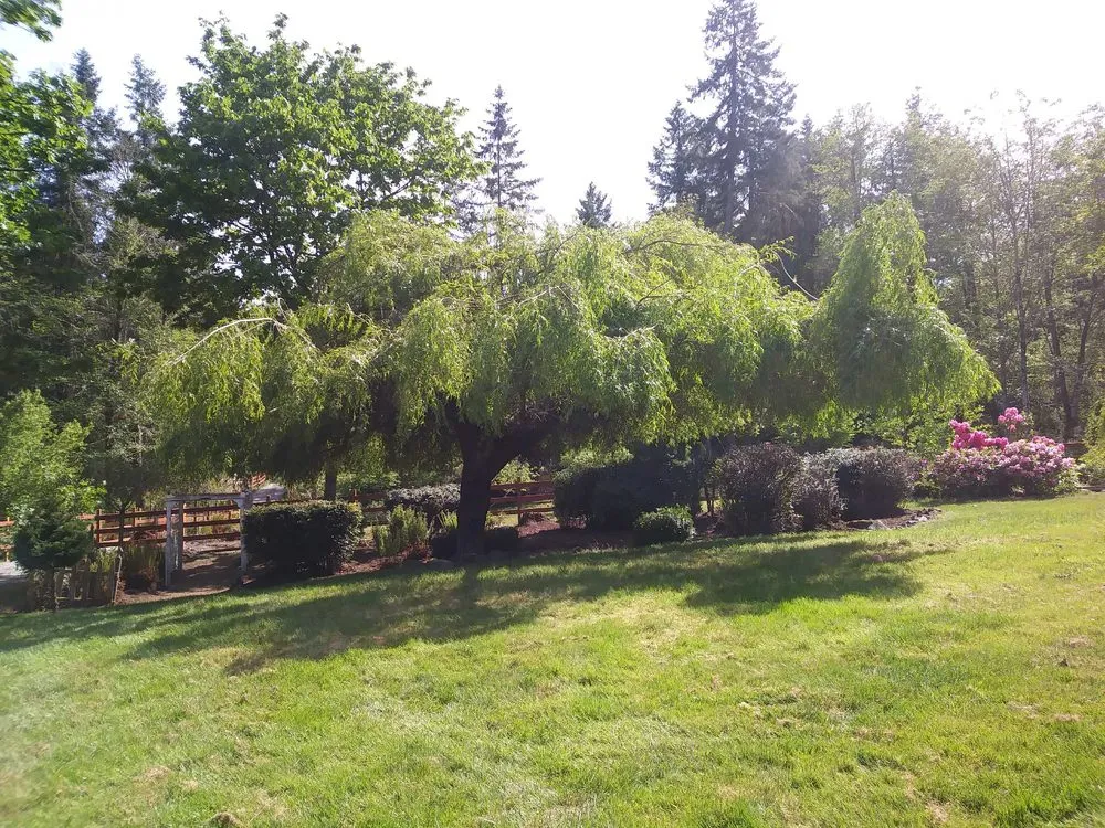 Top-rated yard maintenance near you across Olympia, WA - Iron wolf landscaping