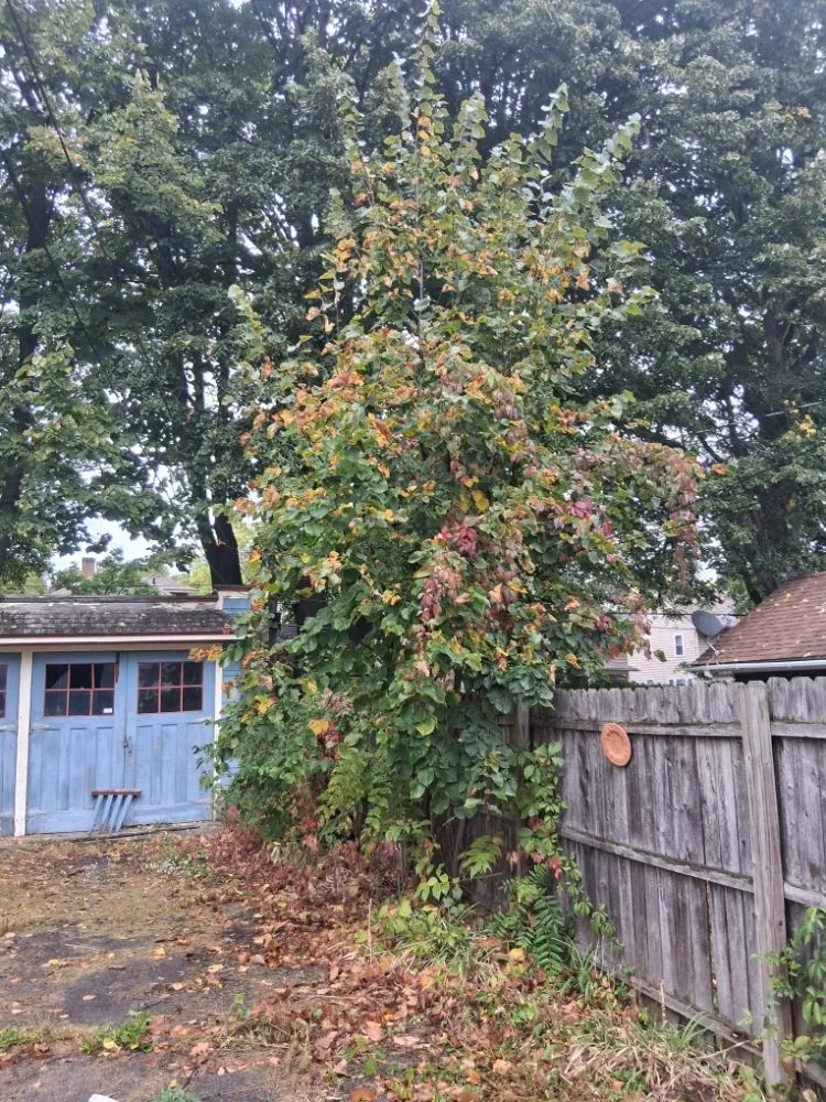 Reliable landscaping services for residential properties in Rochester, NY by IronHaven Enterprises