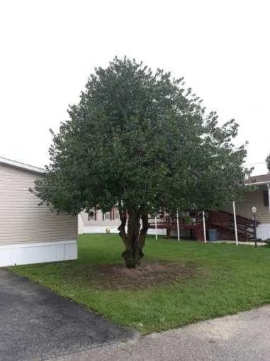 Affordable yard cleanup service for beautiful yards in York, PA by Ironstone Landscaping and Property Management