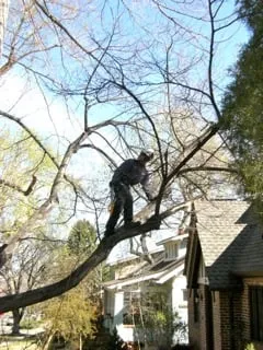 Professional yard cleanup service with custom design across Aurora, CO - Ironwood Earthcare