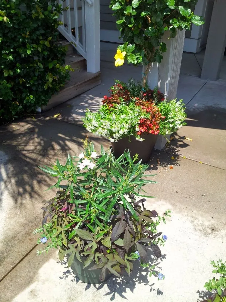 Affordable yard maintenance in Murrells Inlet, SC - Irrigation And Landscaping