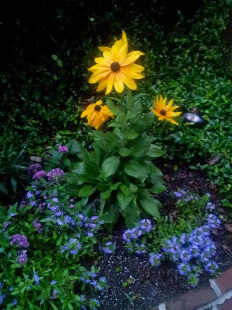 Reliable lawn care service experts serving Murrells Inlet, SC - Irrigation And Landscaping