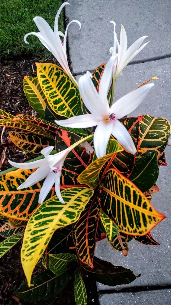 Custom lawn mowing service in Murrells Inlet, SC - Irrigation And Landscaping