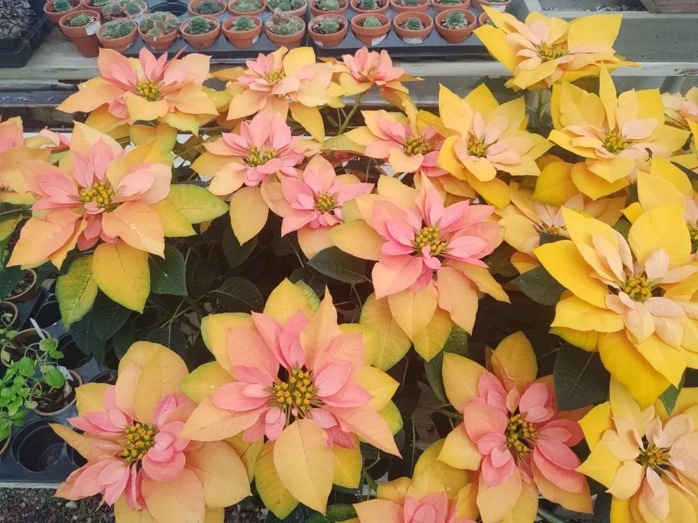 Professional lawn care service in Murrells Inlet, SC by Irrigation And Landscaping