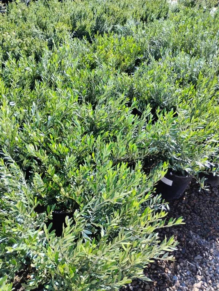 Expert residential landscaping in Tempe, AZ by Irrigation repairs