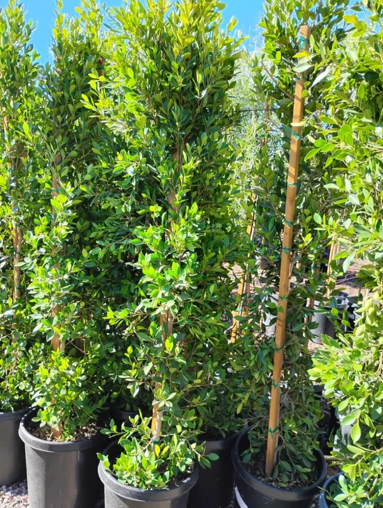 Expert landscape installation experts serving Tempe, AZ - Irrigation repairs