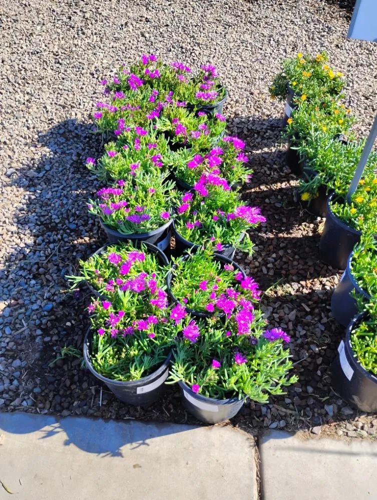 Professional landscape design near you in Tempe, AZ by Irrigation repairs