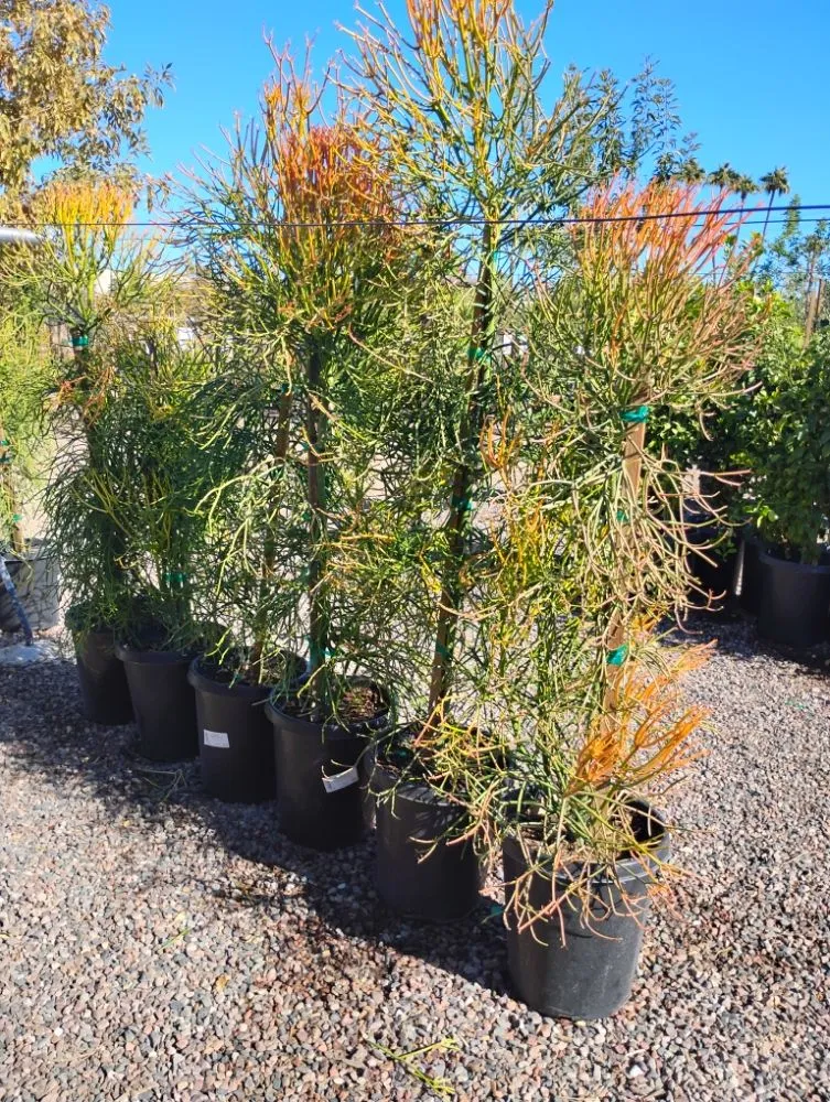 Top-rated residential landscaping in Tempe, AZ by Irrigation repairs