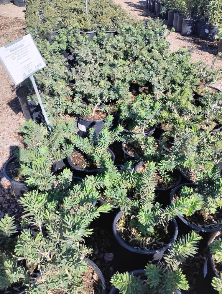 Reliable residential landscaping in Tempe, AZ - Irrigation repairs