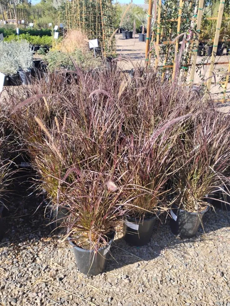 Expert lawn mowing service with custom design in Tempe, AZ by Irrigation repairs