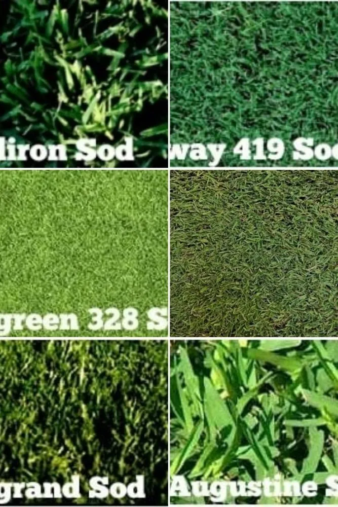 Top-rated yard cleanup service in Tempe, AZ by Irrigation repairs