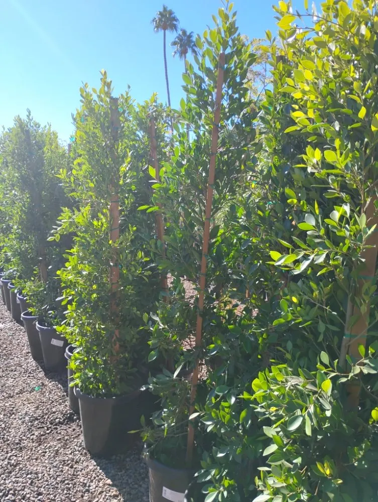 Professional yard maintenance experts serving Tempe, AZ - Irrigation repairs