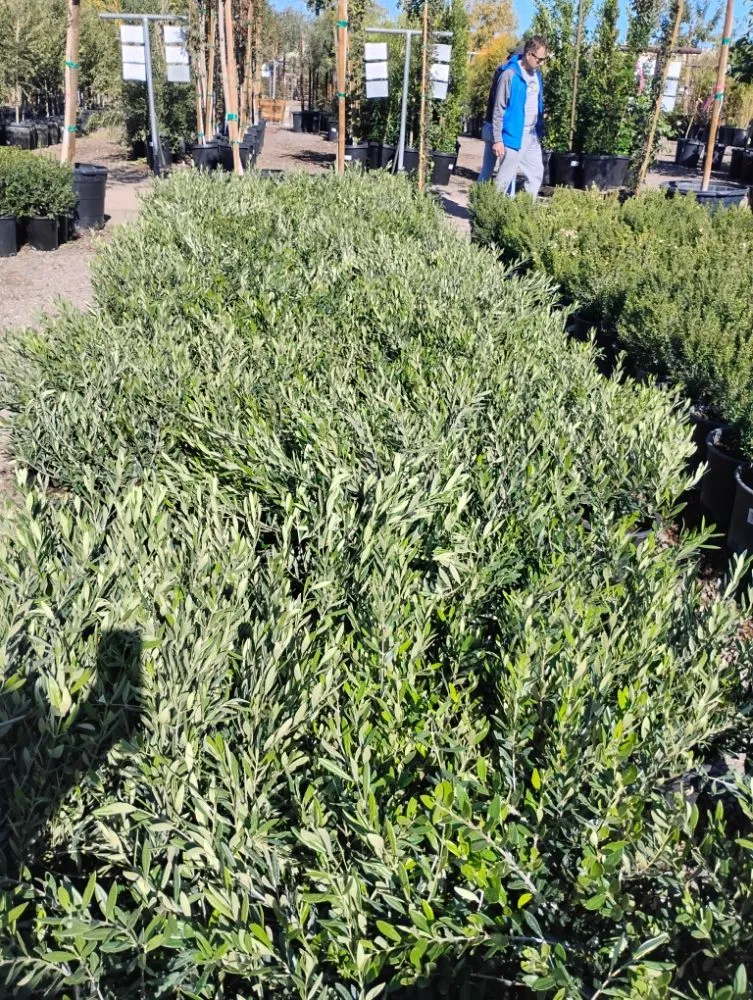 Custom garden landscaping experts serving Tempe, AZ - Irrigation repairs