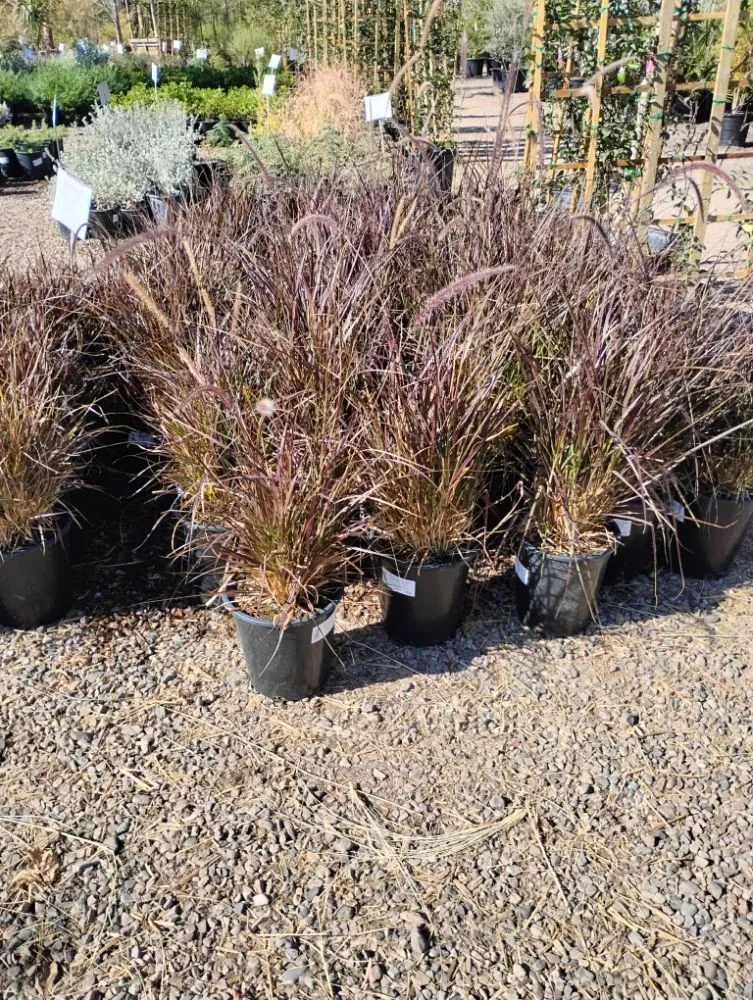 Reliable yard cleanup service in Tempe, AZ by Irrigation repairs