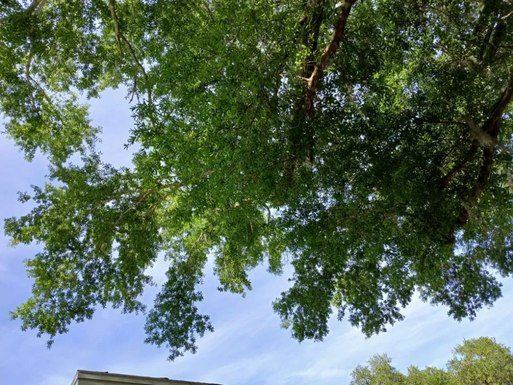 Professional landscaping services near you in Tampa, FL by Irrigation services By Javi & Mari