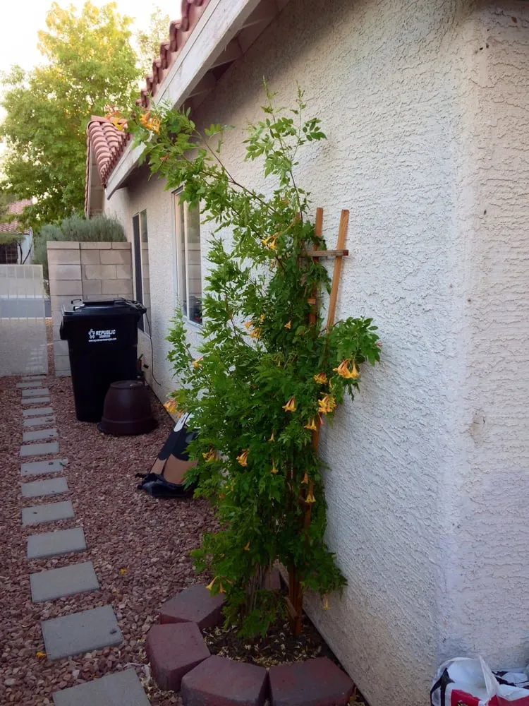 Professional yard cleanup service for homes in Las Vegas, NV by Irrigation Solutions - Las Vegas