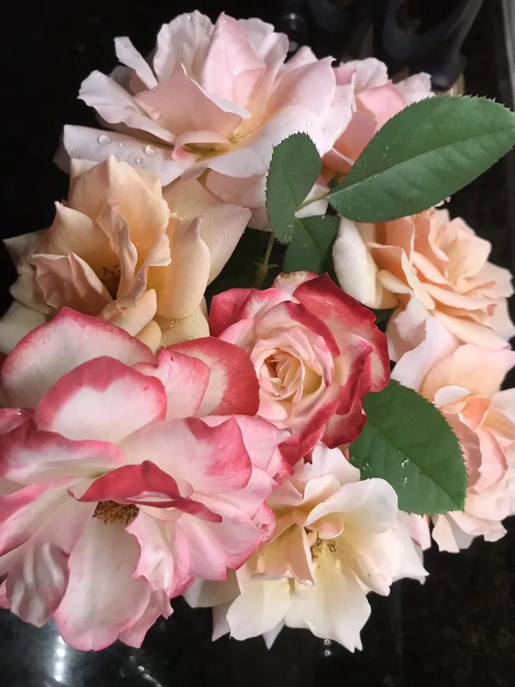 Expert yard cleanup service in Hilo, HI by Irrigation Solutions & Landscape