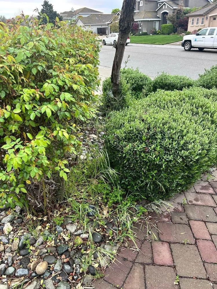 Local yard cleanup service experts serving Manteca, CA - Irrigation Solutions