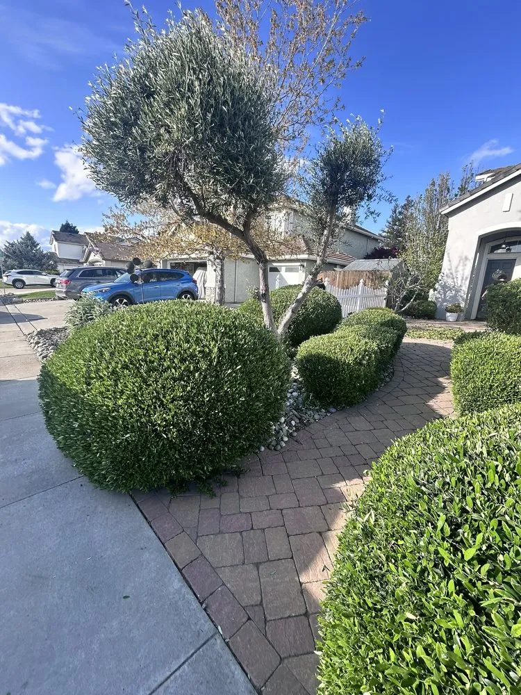 Trusted landscaping services for year-round maintenance in Manteca, CA by Irrigation Solutions