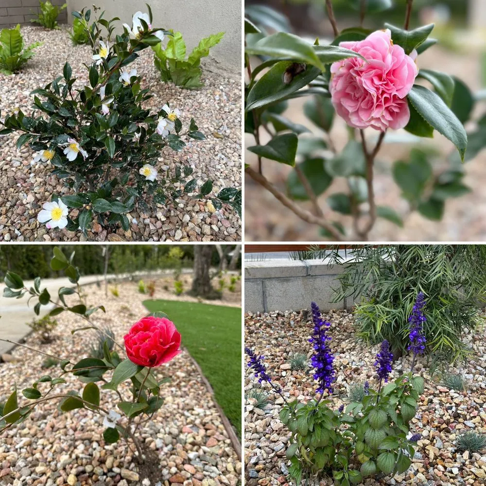 Professional outdoor landscaping for residential properties in Houston, TX by Irrigation Specialist Group