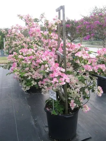 Custom landscaping services with custom design across Melbourne, FL - Irrigation Sprinkler Pumps Installation and Repair