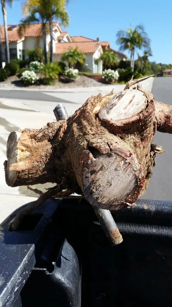 Custom yard cleanup service for residential properties in Carlsbad, CA by Irritech Sprinkler Repair