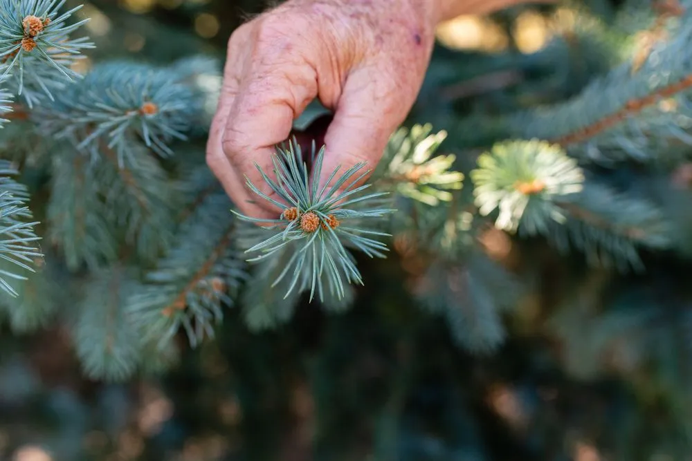 Trusted lawn care service for beautiful yards in Greenfield, IN by Irvington Tree & Landscape Service