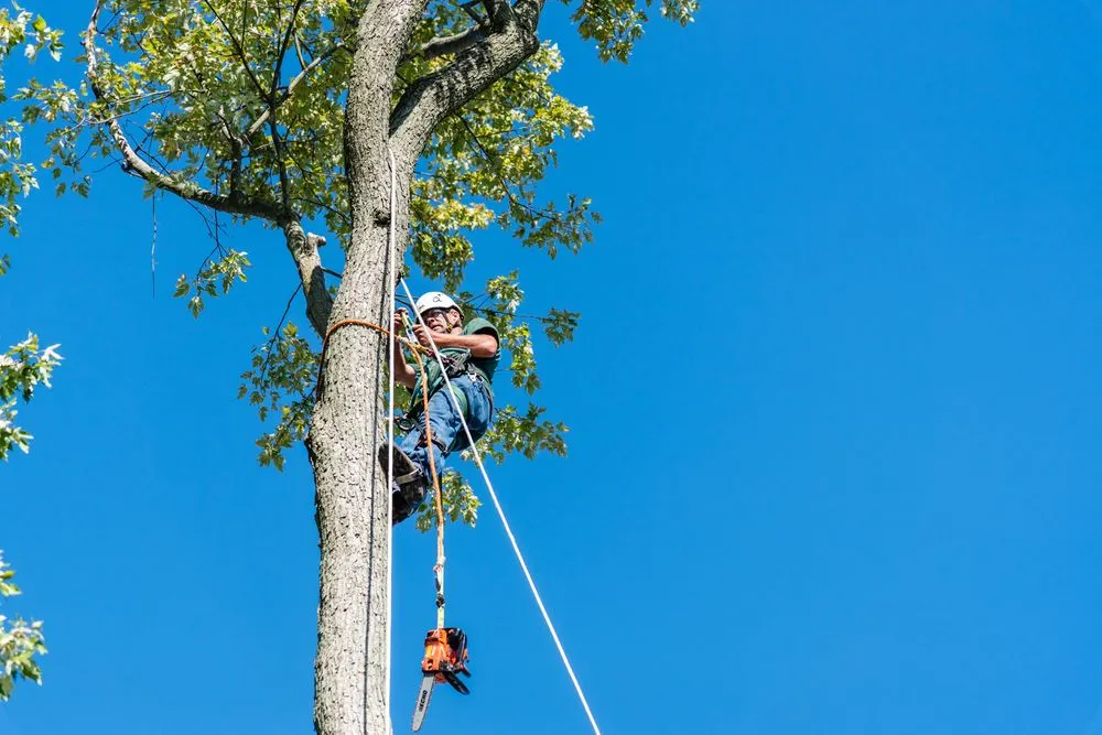 Reliable lawn mowing service experts serving Greenfield, IN - Irvington Tree & Landscape Service