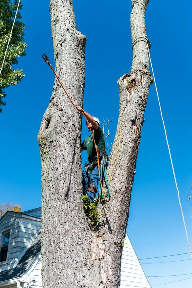 Expert landscape installation in Greenfield, IN by Irvington Tree & Landscape Service