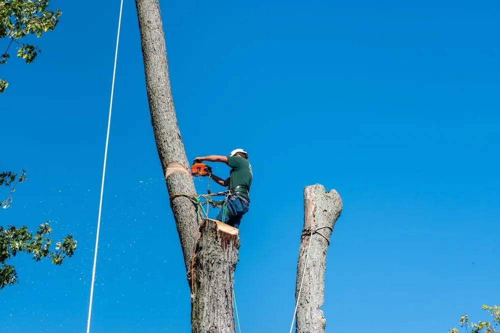 Expert landscape installation for residential properties in Greenfield, IN by Irvington Tree & Landscape Service