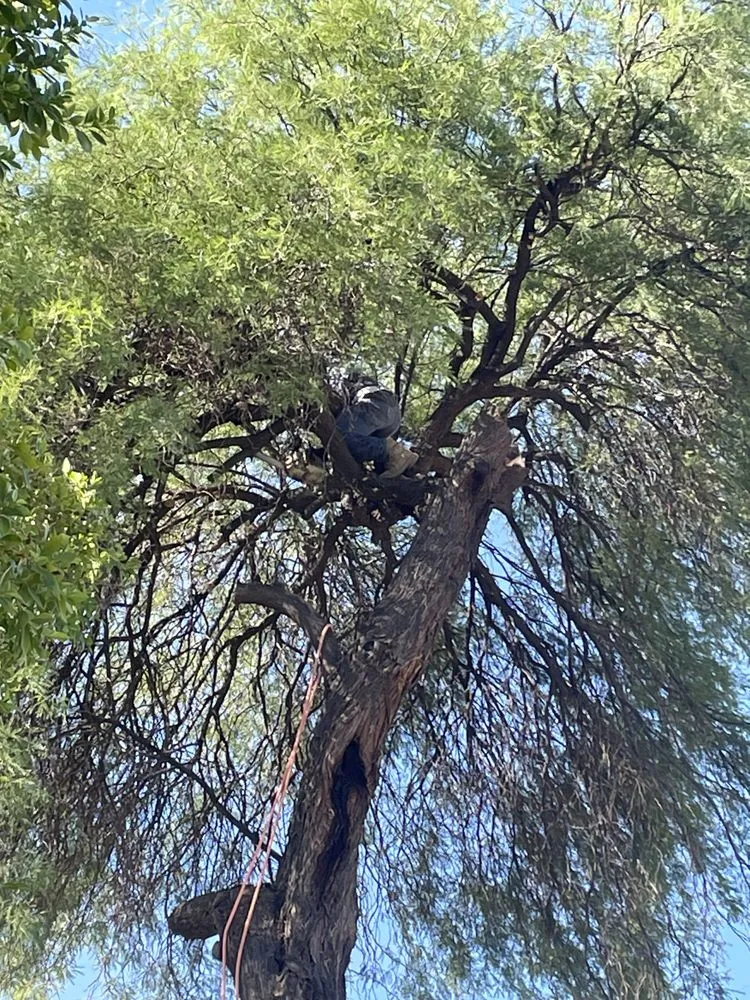 Professional landscaping services in Chandler, AZ by Isaac and Brothers Landscaping