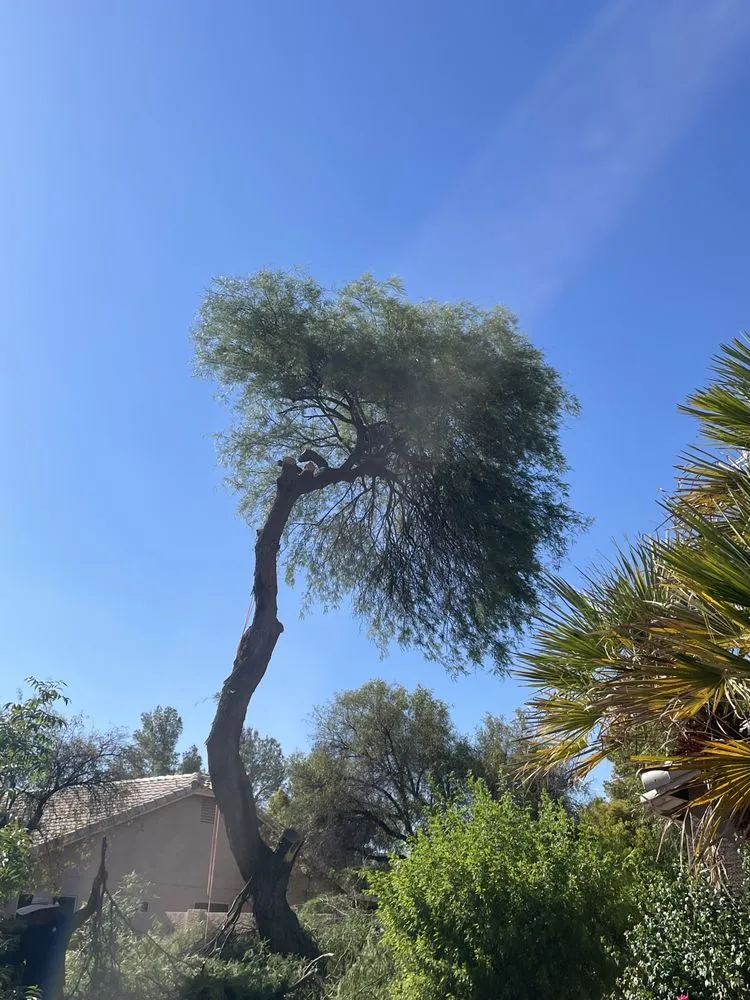 Reliable residential landscaping in Chandler, AZ - Isaac and Brothers Landscaping