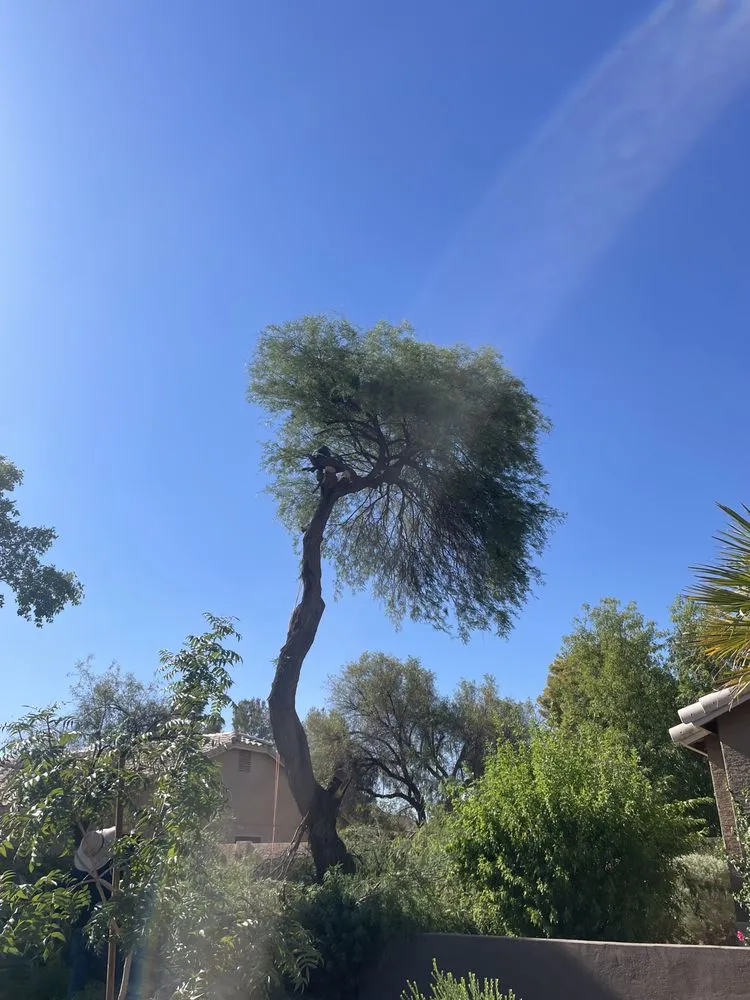 Top-rated yard maintenance in Chandler, AZ - Isaac and Brothers Landscaping