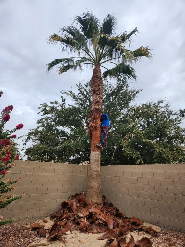 Trusted landscape installation in Chandler, AZ - Isaac and Brothers Landscaping