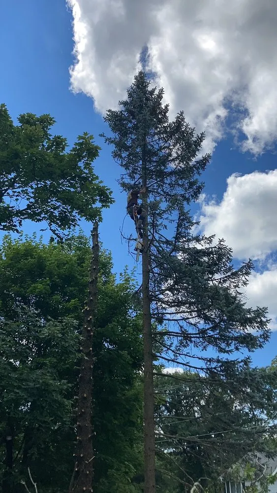 Custom yard cleanup service in Harvard, IL - Isabel's Lawn Care