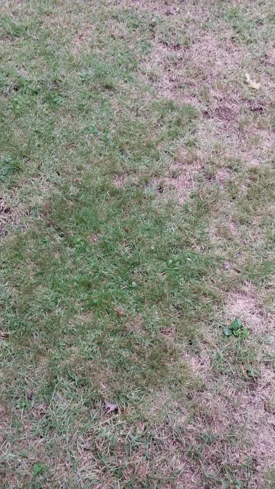 Top-rated lawn care service experts serving Harvard, IL - Isabel's Lawn Care