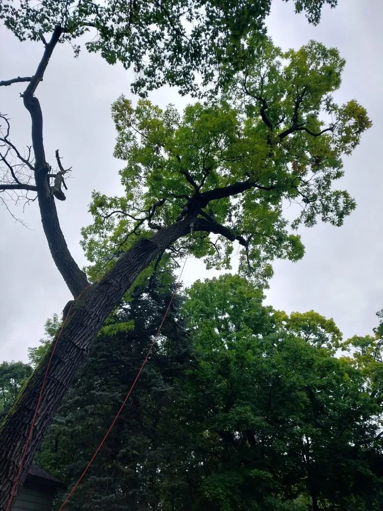 Professional lawn care service for homes across Harvard, IL - Isabel's Lawn Care