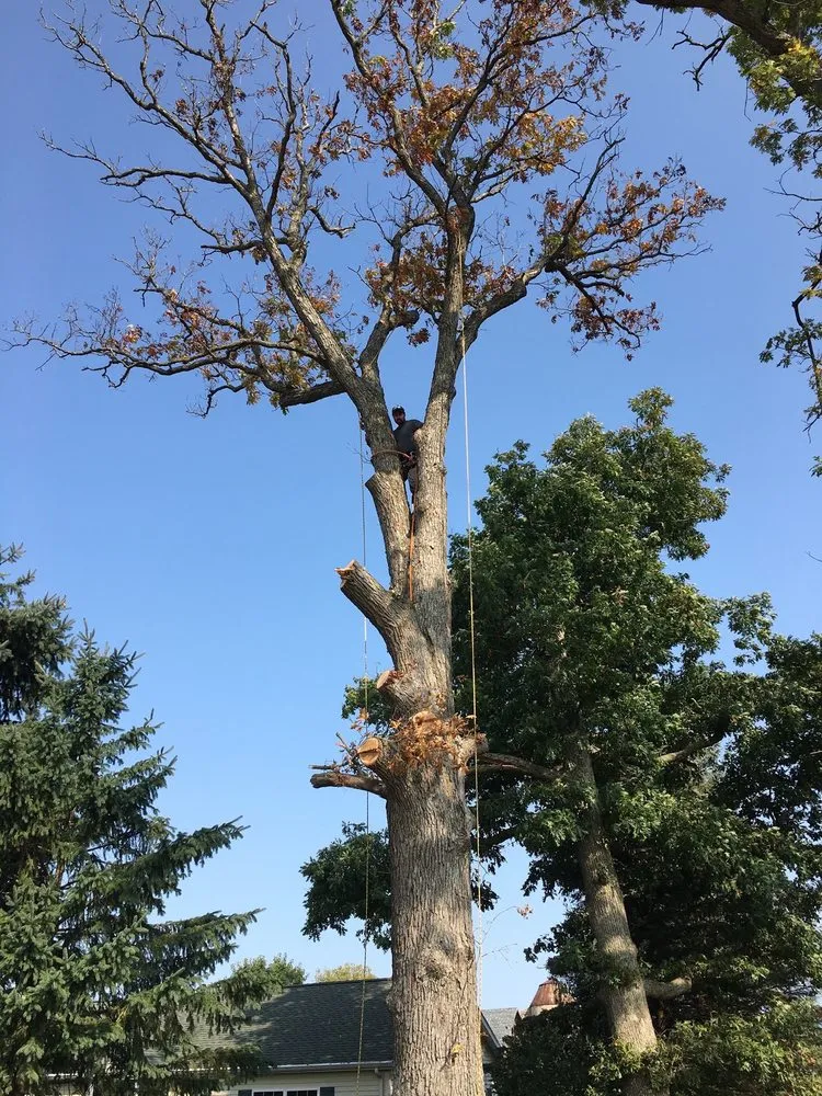 Professional yard cleanup service in Harvard, IL - Isabel's Lawn Care