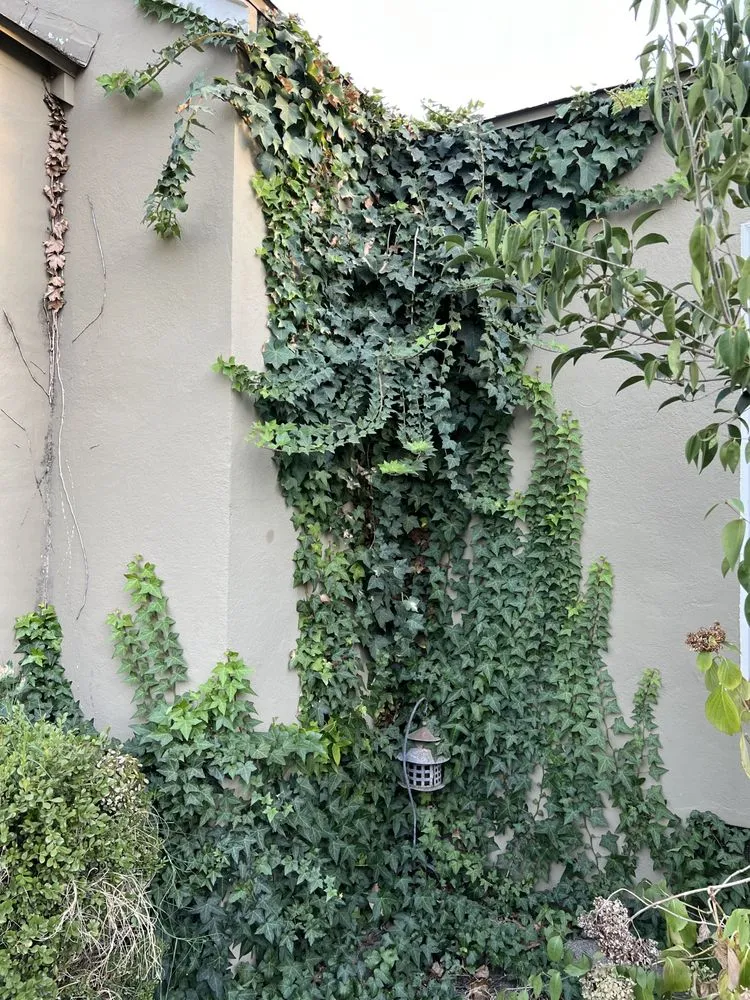 Professional lawn care service in Modesto, CA - Isael and amys landscaping