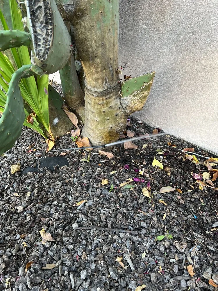 Local landscape design with custom design in Modesto, CA by Isael and amys landscaping