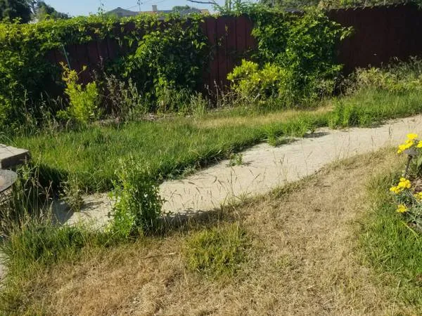 Trusted yard cleanup service in Santa Cruz, CA - Isaiah