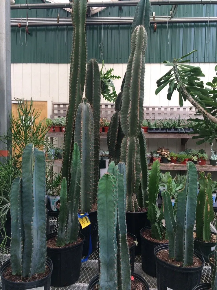 Trusted yard maintenance near you in Fresh Meadows, NY by Isaiah's Figtree