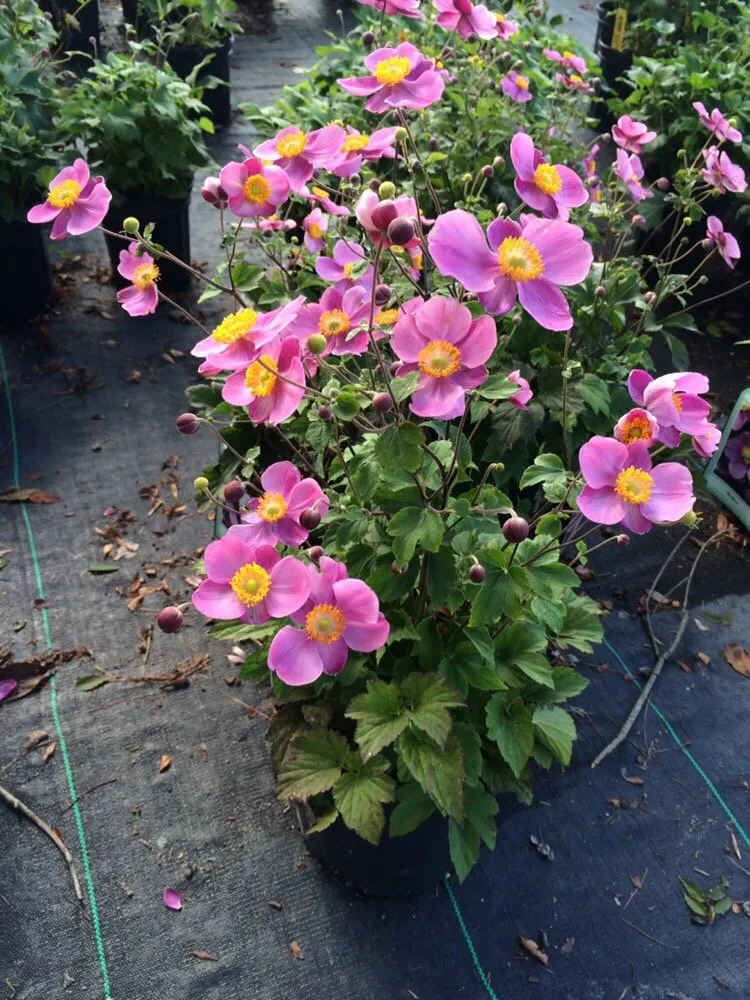 Professional landscape installation for beautiful yards across Fresh Meadows, NY - Isaiah's Figtree