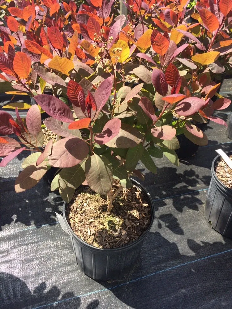 Professional lawn mowing service for year-round maintenance across Fresh Meadows, NY - Isaiah's Figtree